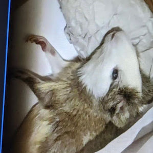 Meet your Posher, Chrisette